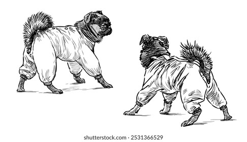 Bocetos de dos perros falderos divertidos en overoles a pie, dibujo realista a mano, Ilustración vectorial aislada en blanco