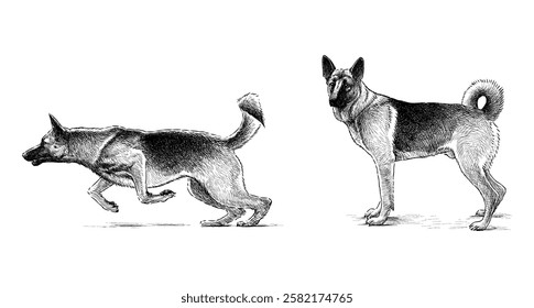 Sketches of two german shepherd dog running, standing, realistic hand drawn vector illustration isolated on white