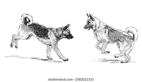 Sketches of two german shepherd dogs jumping, running, playing, realistic hand drawn illustration isolated on white