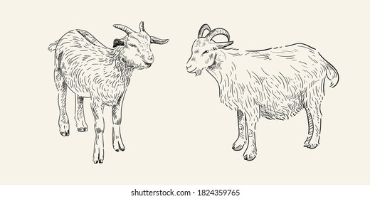 Sketches of two goats. Hand drawn vector in vintage style.