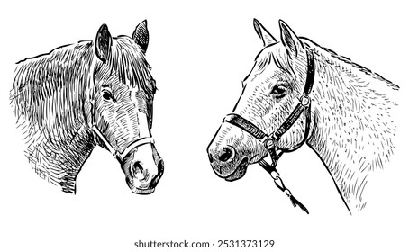 Bocetos de dos cabezas de caballo, dibujo a mano realista, Vector, aislado en blanco