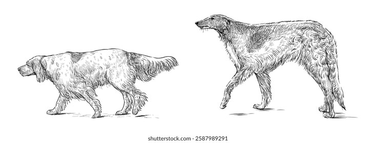 Sketches of two hunting dogs walking, spaniel, greyhound, realistic hand drawing, vector illustration isolated on white