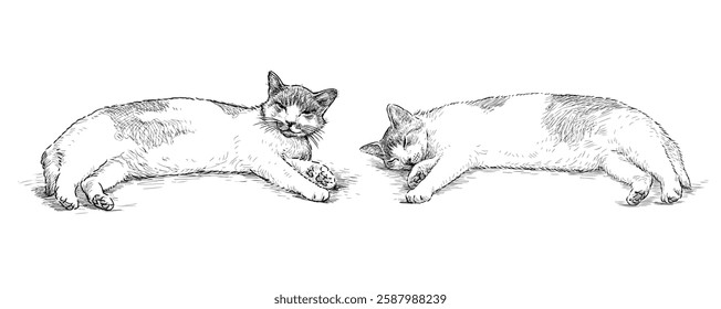 Sketches of two lazy sleeping domestic cats, realistic hand drawn vector illustration isolated on white