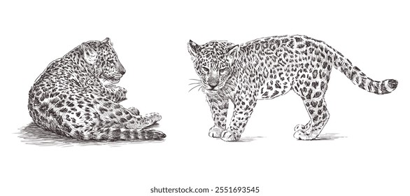 Sketches of two leopard cubs, realistic hand drawn illustration isolated on white