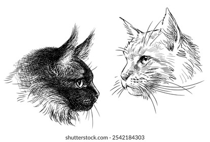 Esboços de duas cabeças de gatos Maine Coon, retratos de animais de estimação realistas, ilustração vetorial desenhada à mão isolada no branco