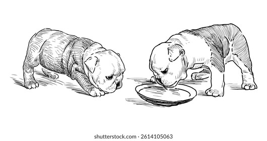 Sketches of two purebred cute bulldog puppies eating, realistic hand drawn illustration isolated on white