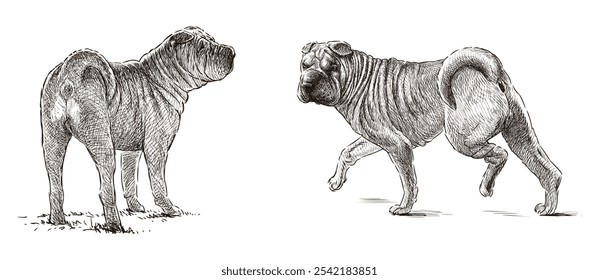 Sketches of two purebred shap pei dogs, realistic hand drawings, vector illustration isolated on white