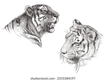 Sketches of two roaring tigers heads, animal portraits, realistic hand drawn illustration isolated on white