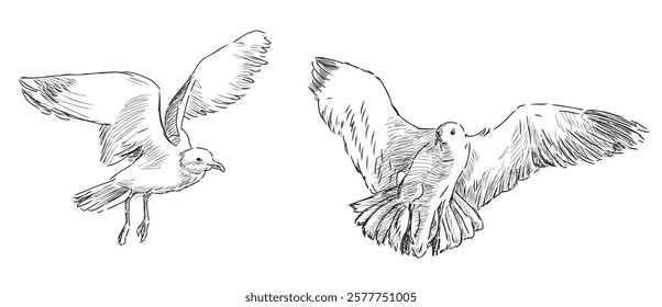 Sketches of two seagulls birds flying, realistic vector doodle hand drawing