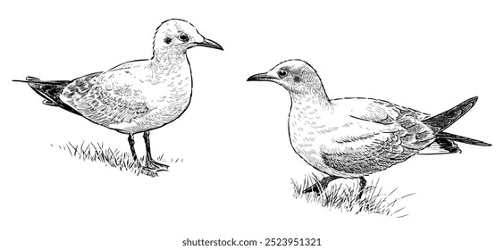 Desenhos de duas gaivotas, aves aquáticas em terra, desenho à mão realista, ilustração vetorial isolada no branco