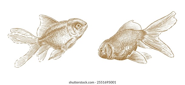 Sketches of two small aquarium golden fishes floating underwater, realistic hand drawn illustration isolated on white