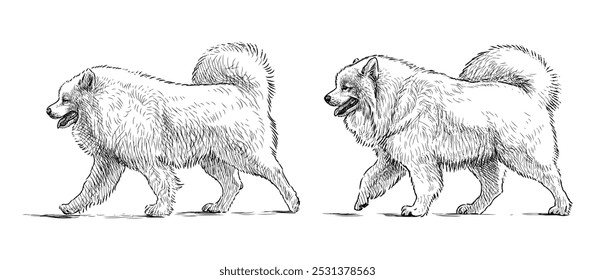 Bocetos de dos perros husky esponjosos blancos caminando, dibujo realista a mano, Ilustración vectorial aislada en blanco