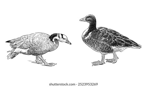 Sketches of two wild ducks walking, water birds, realistic hand drawing, vector illustration isolated on white