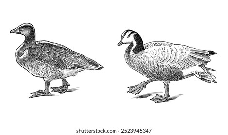 Esboços de dois gansos selvagens andando, aves aquáticas, desenho de mão realista, ilustração vetorial isolado no branco