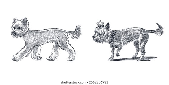 Sketches of two yorkshire terriers dogs walking, realistic hand drawing, vector illustration