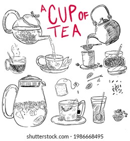 Sketches of types of tea cups