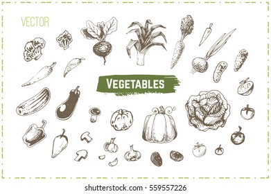 sketches vegetables - cabbage, tomatoes, pumpkins, cucumbers, onions, peppers. Isolated vector vintage. hand-drawn ink. for packaging design, menu and cookbook