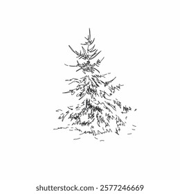 Sketching drawing of a coniferous tree. Winter mood. Easy sketch of a linear image of a spruce tree