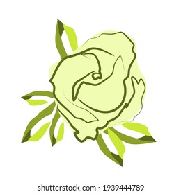 A sketching drawing of a delicate rose. Linear image of a light green flower