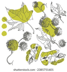 Sketching drawing of a western sycamore. Autumn fruits on a branch. Botanical drawing. Sycamore tree. Decorative spherical fruits of plane tree.