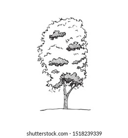 Sketching Hand drawn tree architectural Style vector eps10.