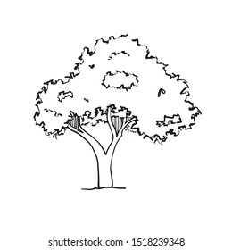 Sketching Hand drawn tree architectural Style vector eps10.