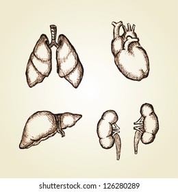 Sketching illustration of organs heart, lungs, liver and kidney