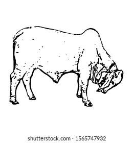 Sketching vector. The american brahman cattle. Black and white drawing. Silhouette illustration vector.