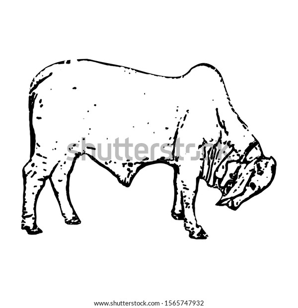 Sketching Vector American Brahman Cattle Black Stock Vector Royalty Free 1565747932