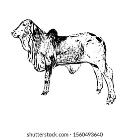 Sketching vector. The beautiful american brahman calf . Black and white drawing illustration vector.