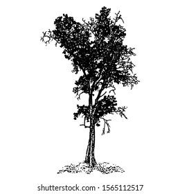 Sketching vector. The beautiful tree. Black and white drawing. Silhouette illustration vector.