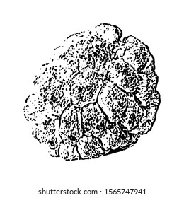 Sketching vector. The custard apple. Black and white drawing. Silhouette illustration vector.