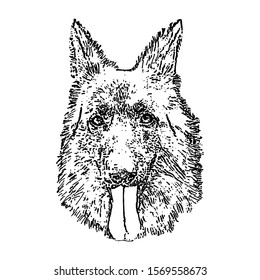 Sketching vector. The dog face. Black and white drawing. Silhouette illustration vector.