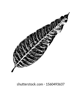 Sketching vector. The mango leaf. Black and white drawing illustration vector.