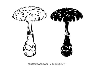 Sketch,silhouette,stamp of forest fly agarics,mushrooms toadstools. Vector graphics.