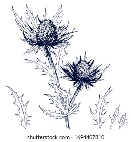Sketchy blue thistle flowers and leaves. Eryngium alpinum or Alpin Sea Holly. Hand drawn vector illustration isolated on white.