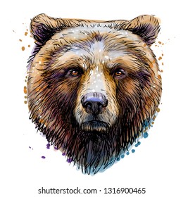 Sketchy colored portrait of a brown bear looking ahead against a white background.