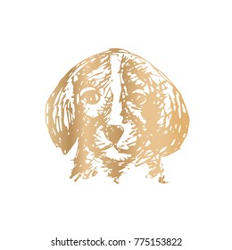 Sketchy of dog