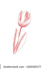Sketchy Doodle Scribble Vector Floral Illustration: tulip flower illustration. Tulip Spring Flower icon.