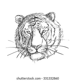 Sketchy doodle tiger, isolated on white background, excellent vector illustration, EPS 10