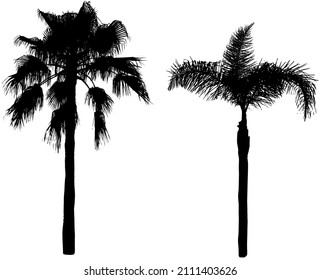 Sketchy drawing of coconut and banana trees. Hand drawn vector illustration.
