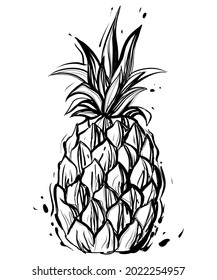 Sketchy drawing of pineapple, monochrome vector