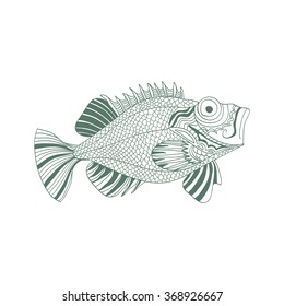 sketchy fish sea bass in cartoon style on a white background