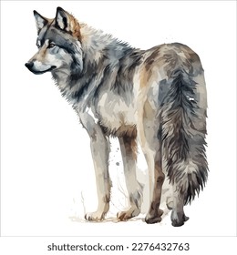 Sketchy, graphical, color portrait of a wolf on a white background with splashes of watercolor.