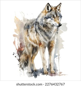 Sketchy, graphical, color portrait of a wolf on a white background with splashes of watercolor.