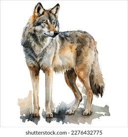 Sketchy, graphical, color portrait of a wolf on a white background with splashes of watercolor.