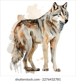 Sketchy, graphical, color portrait of a wolf on a white background with splashes of watercolor.