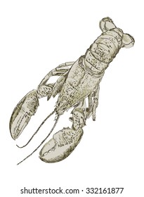 Sketchy gray lobster on isolated white background