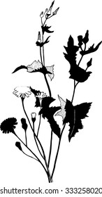  Sketchy hand drawn illustration of   colts foot  (dandelion) . Black herbs silhouette on white background isolated.