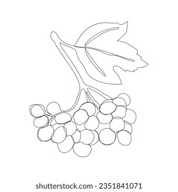 sketchy hand drawn vector illustration of guelder rose